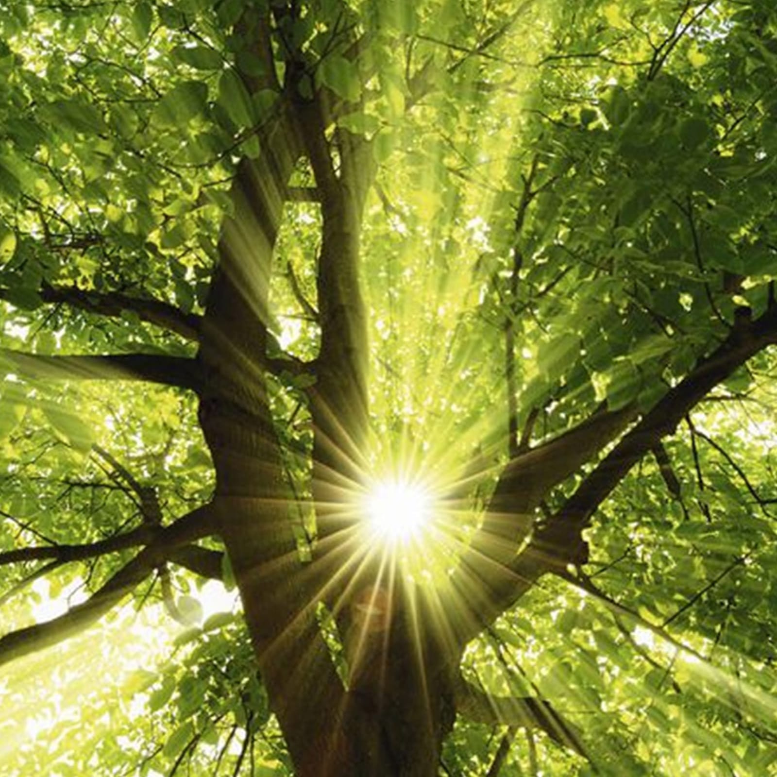 TREEPHALA AYURVEDA