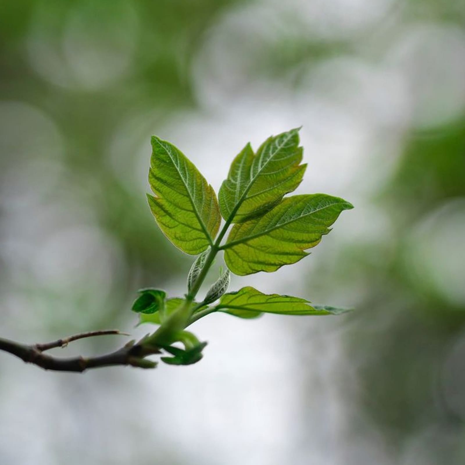 TREEPHALA AYURVEDA